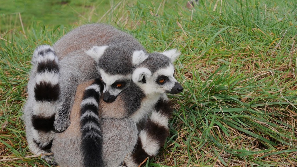 Mitkä ovat Madagaskarin vaarallisimmat eläimet