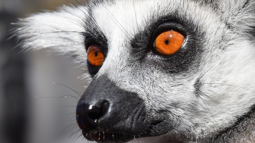 Oliko Robin Williams Lemurin ääni Madagaskarilla