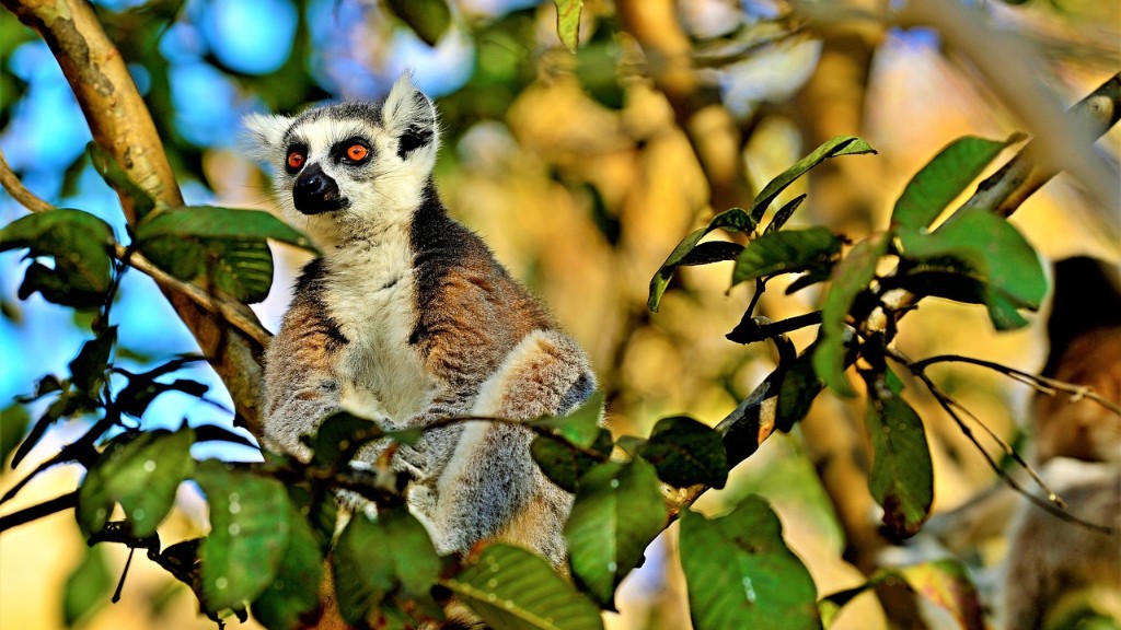Mitä maamuotoja on Madagaskarilla